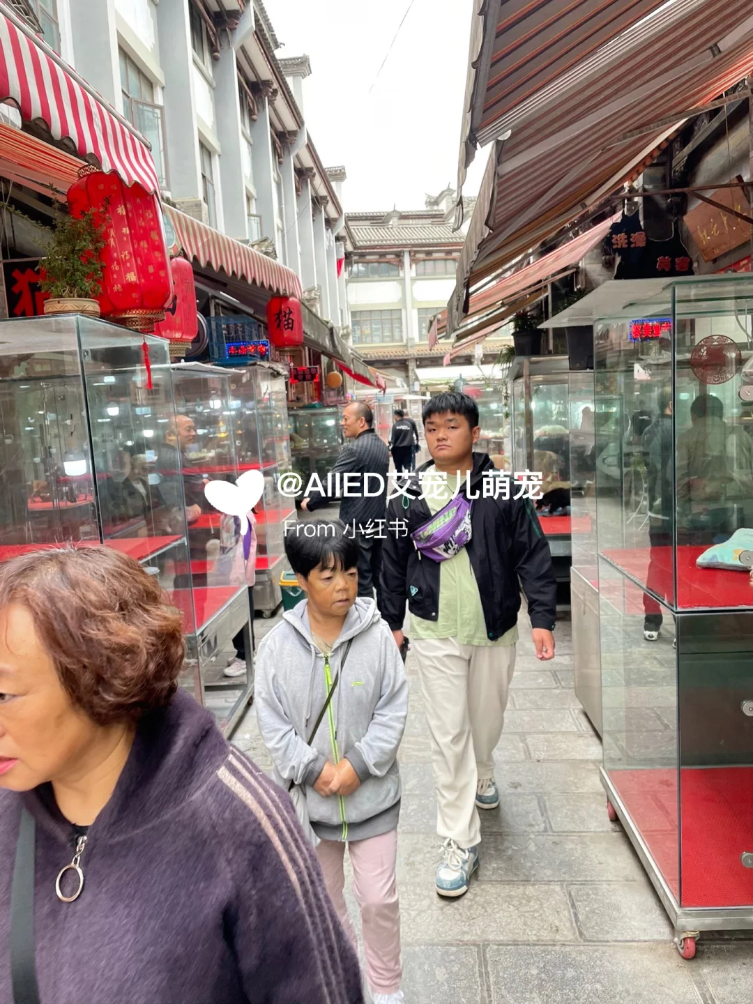 广州宠物市场推荐，买猫买狗一只也是批发价