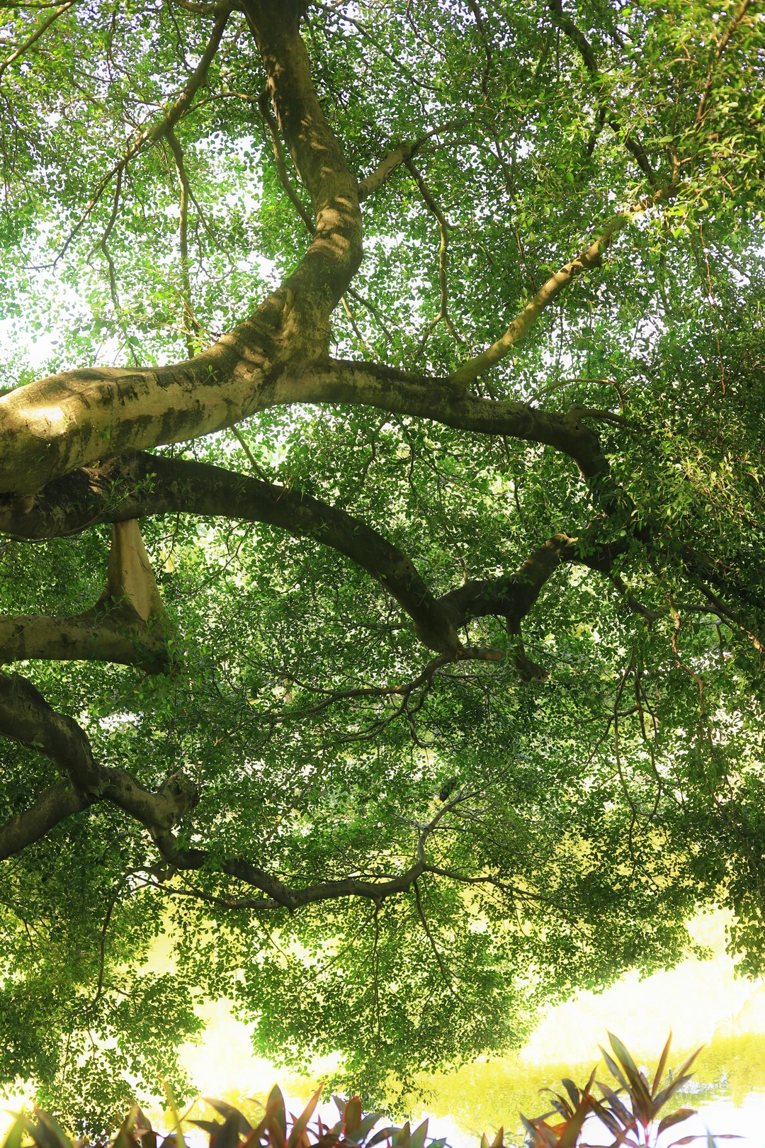 📍广州·麓湖公园｜治愈系森林氧吧