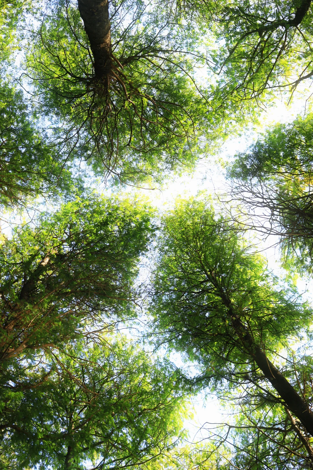 📍广州·麓湖公园｜治愈系森林氧吧