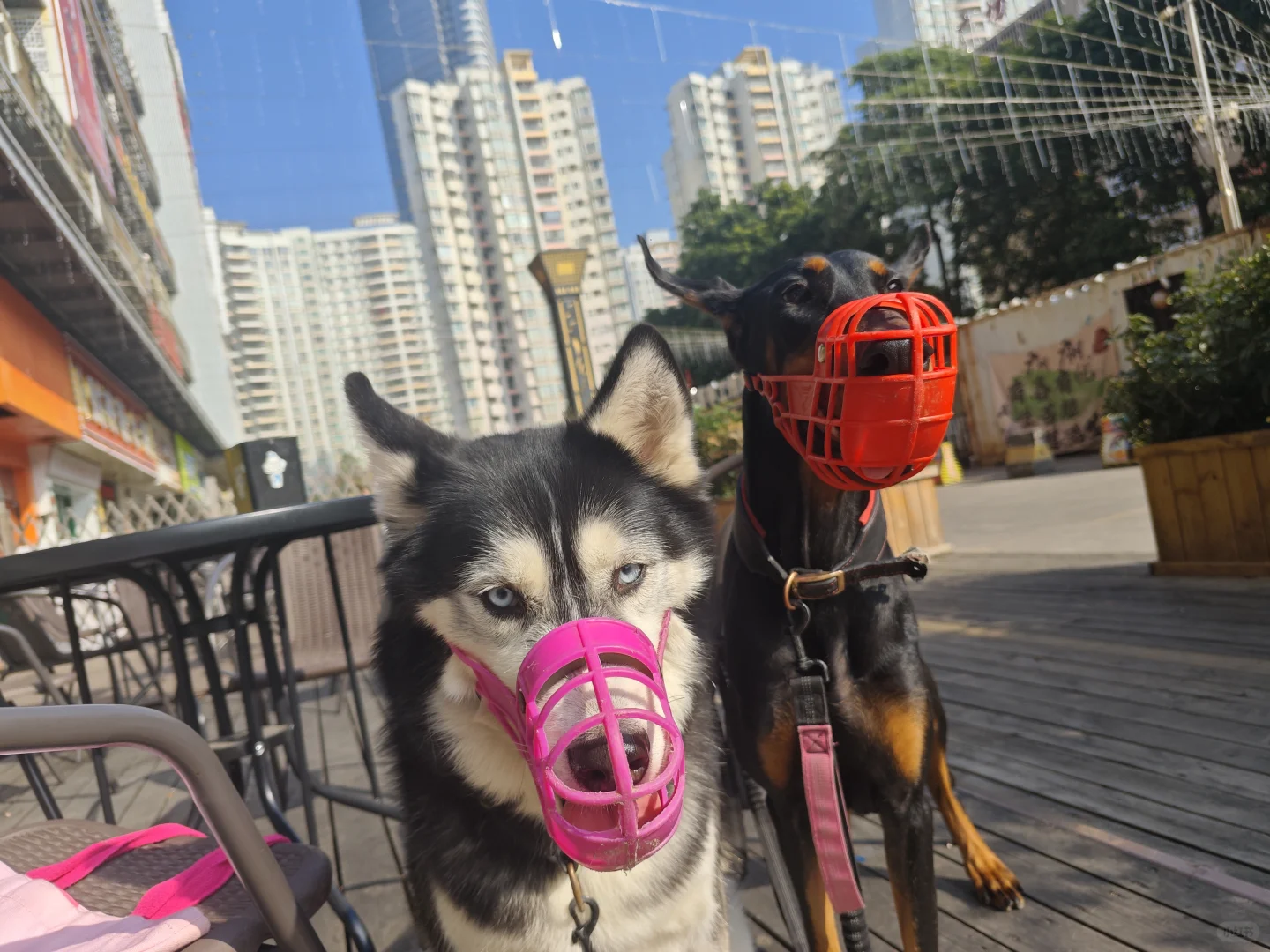 广州黄埔新塘家庭寄养~杜宾宝宝和哈士奇宝