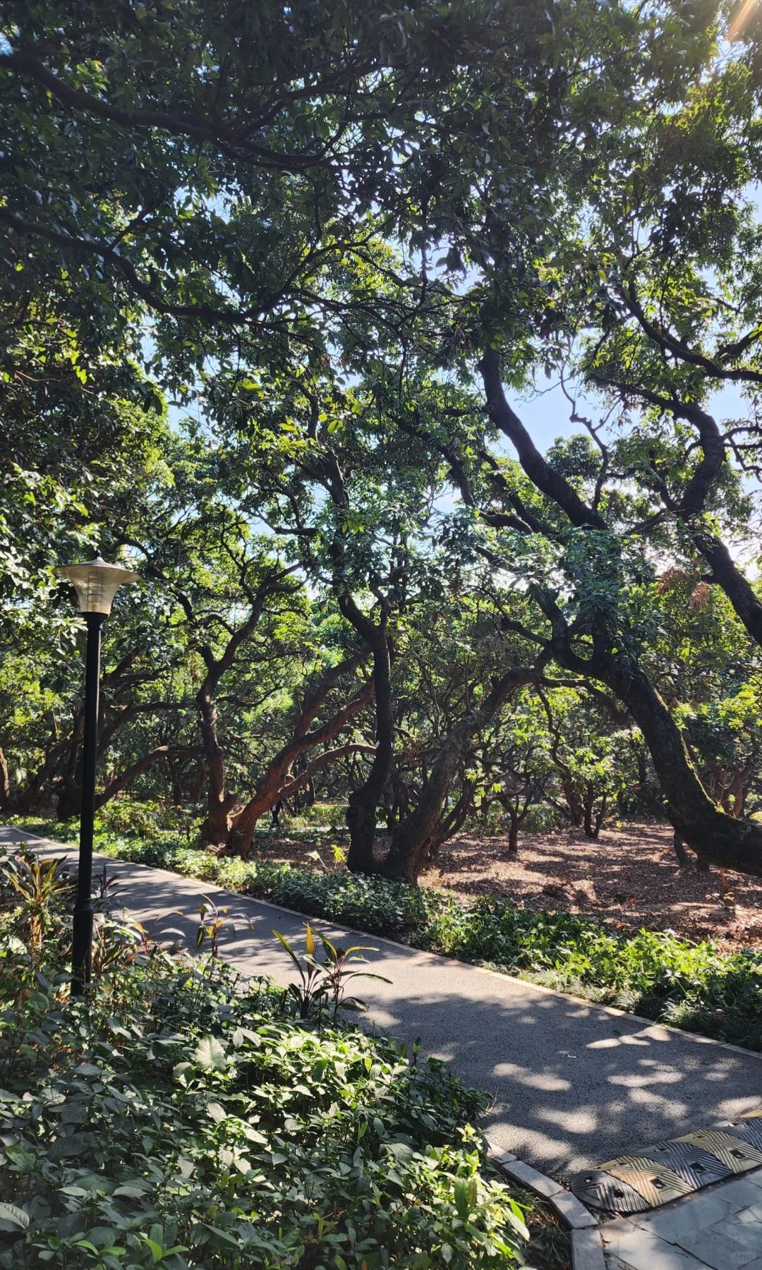 深圳大南山真的很低调