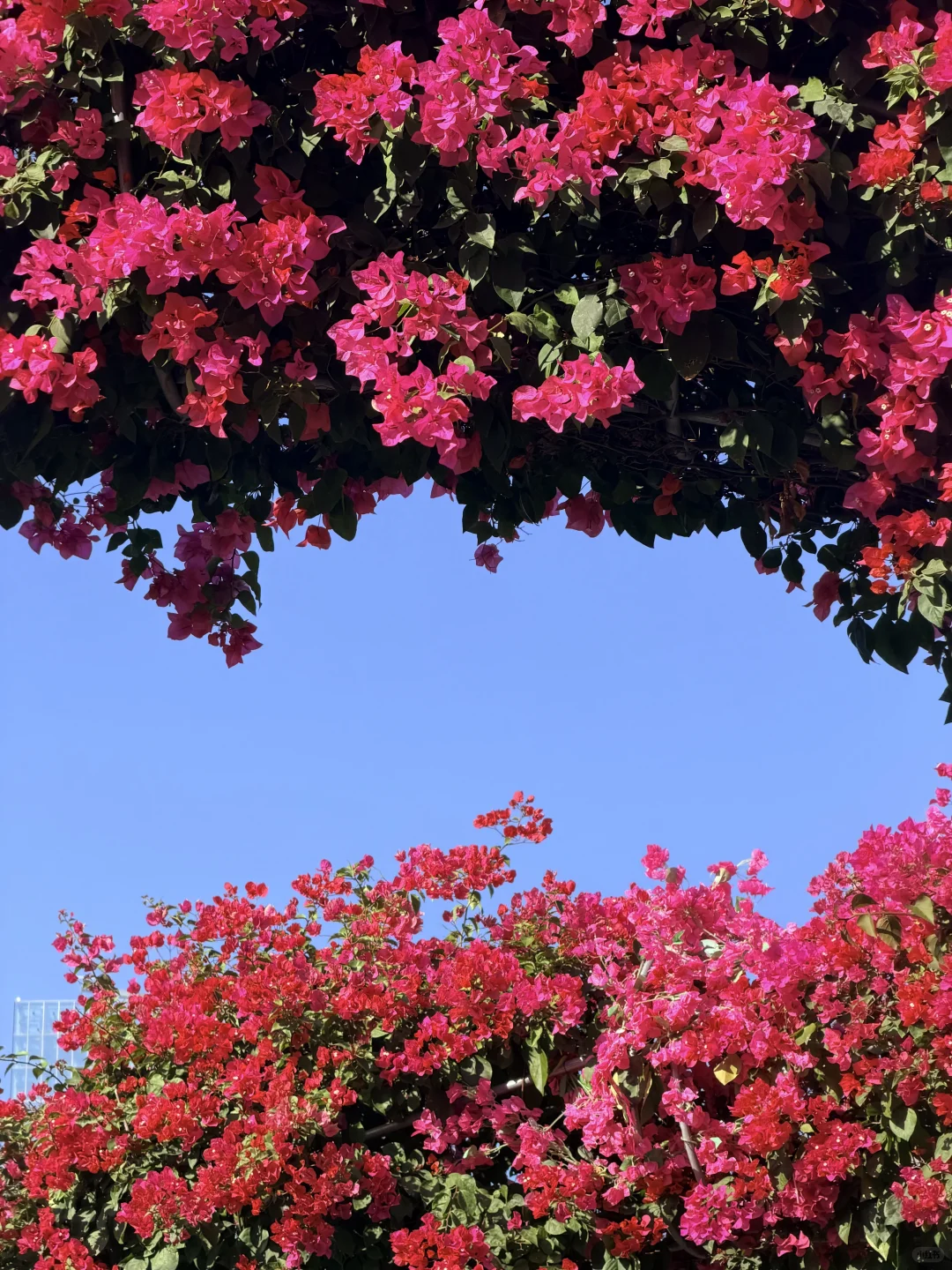 冬天的广州长这样