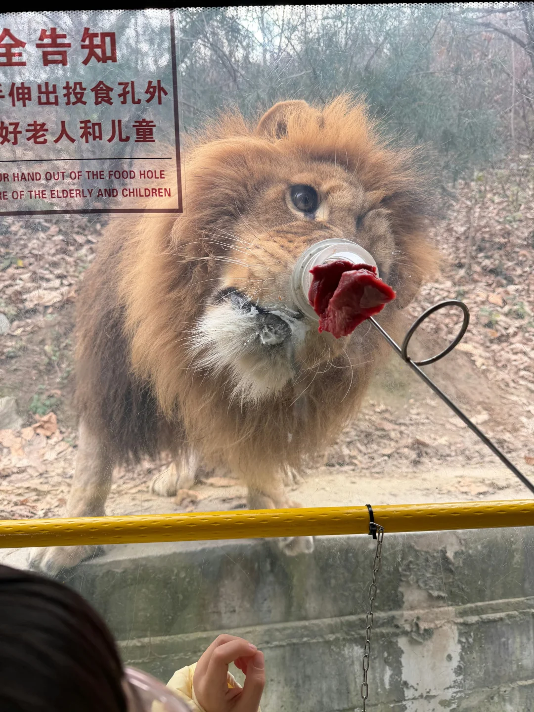 广州长隆动物园不走回头路！少走5000步🤣