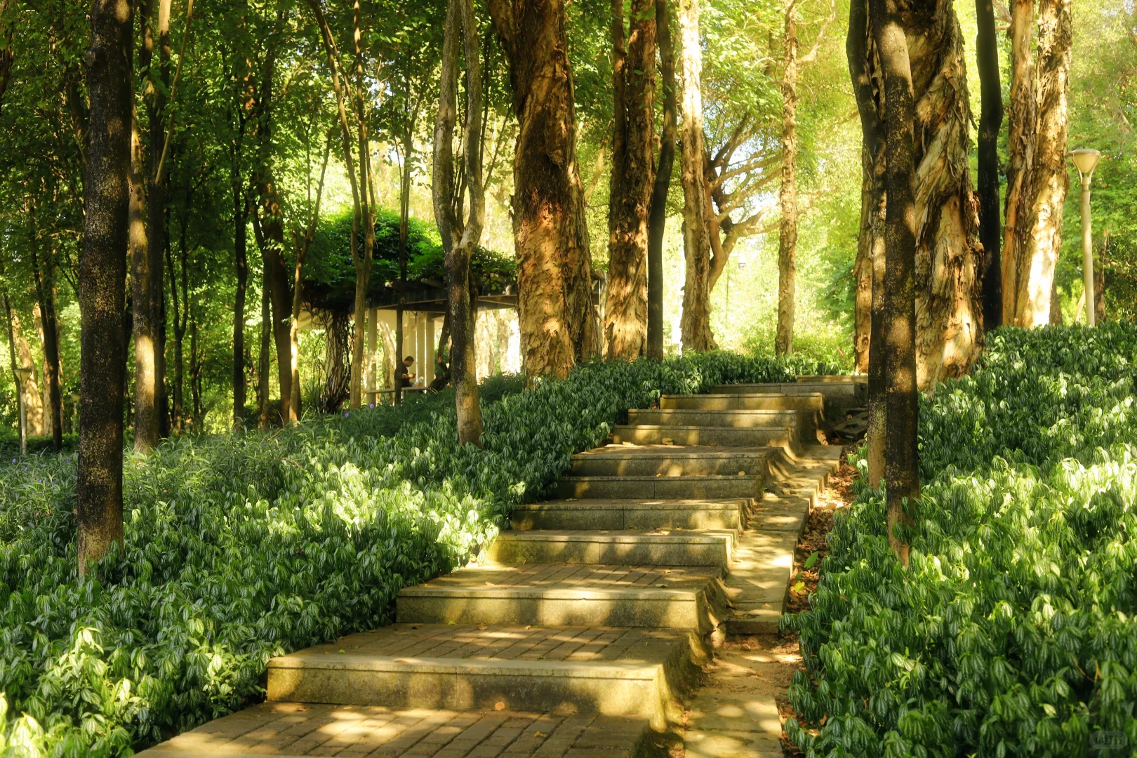 📍广州·麓湖公园｜治愈系森林氧吧