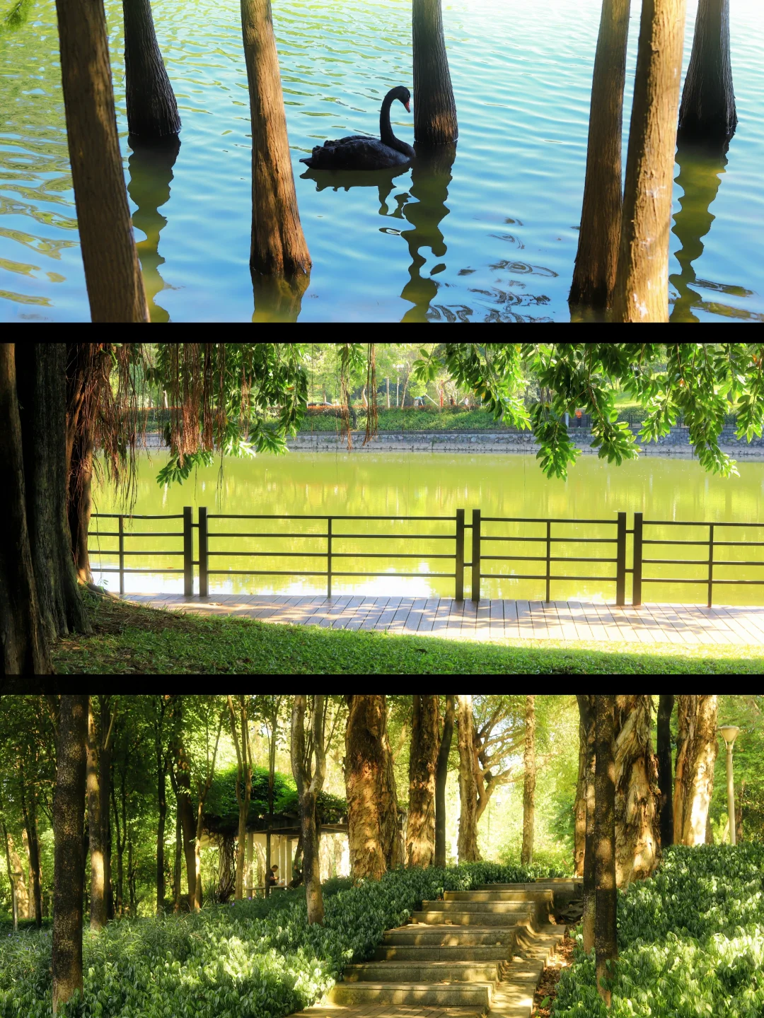 📍广州·麓湖公园｜治愈系森林氧吧