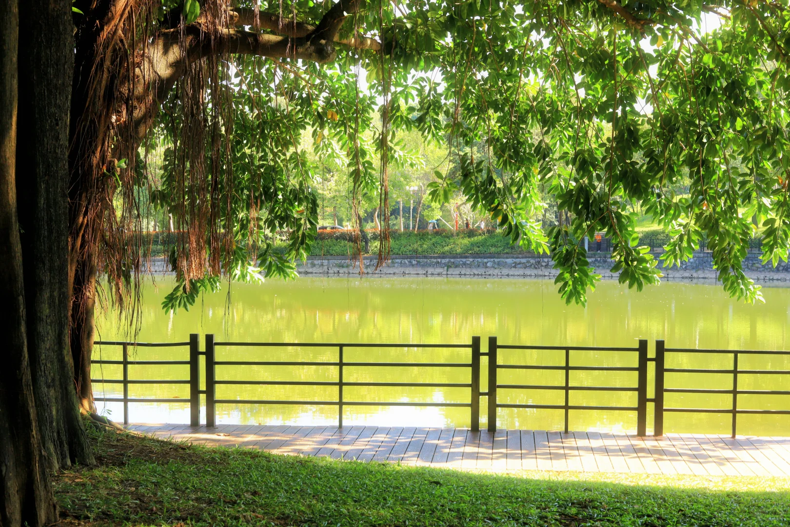 📍广州·麓湖公园｜治愈系森林氧吧