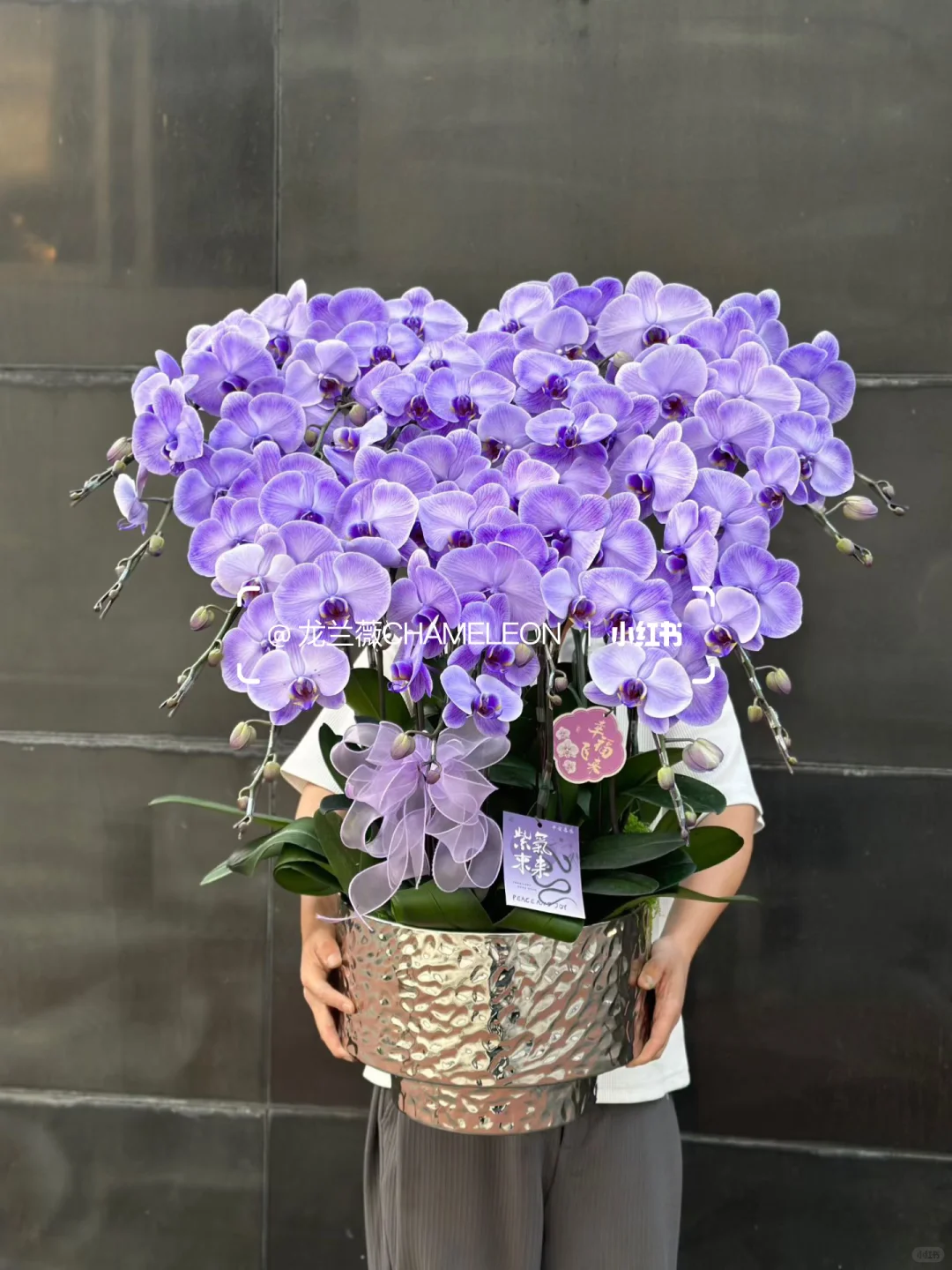 深圳·香港全城配送｜第140款 大盆紫色马卡龙