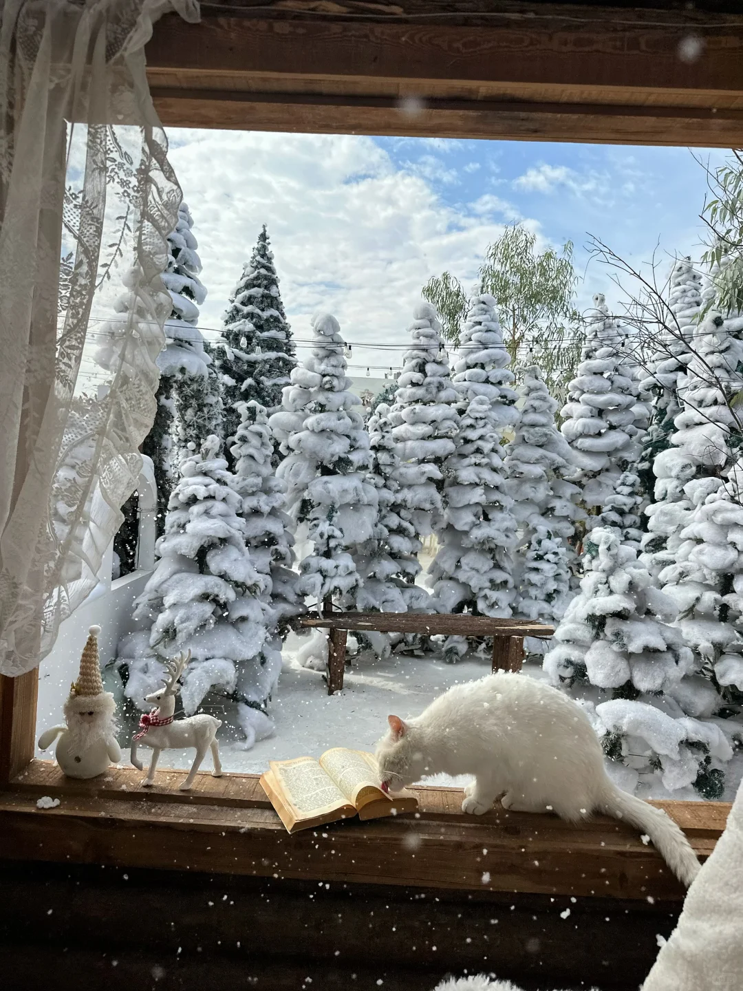 深圳新开的！真的不在阿勒泰！