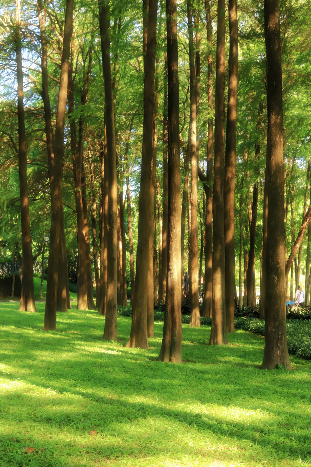 📍广州·麓湖公园｜治愈系森林氧吧