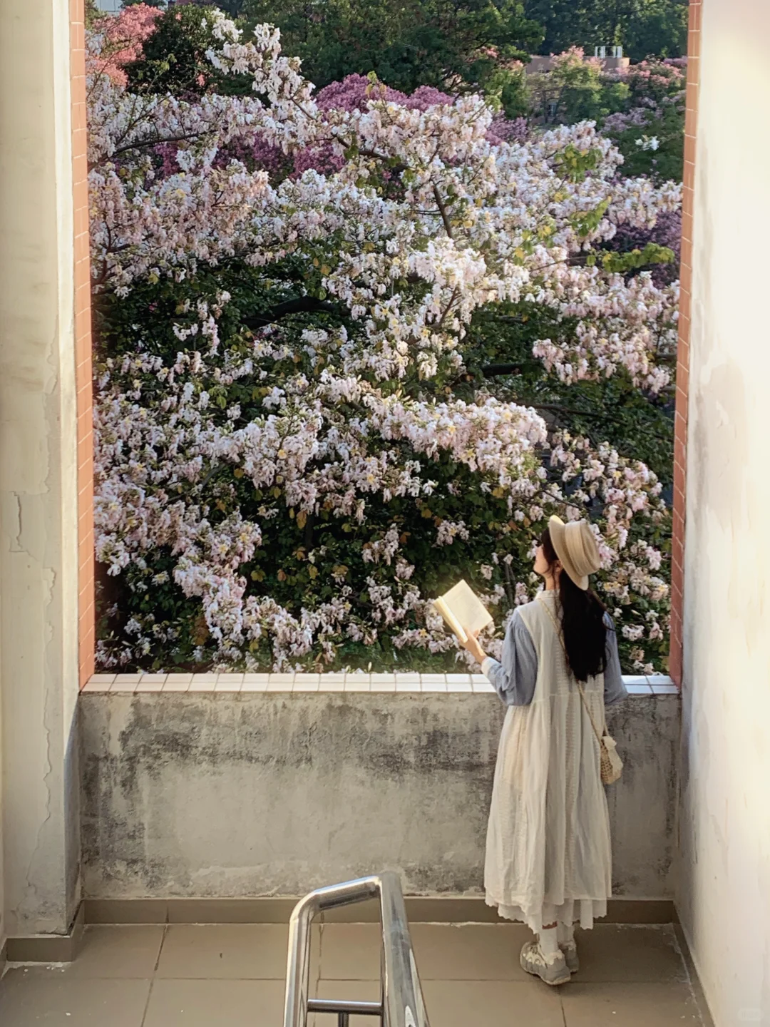 Live图❄️ 一棵树就是…广州一场盛大的冬天！！