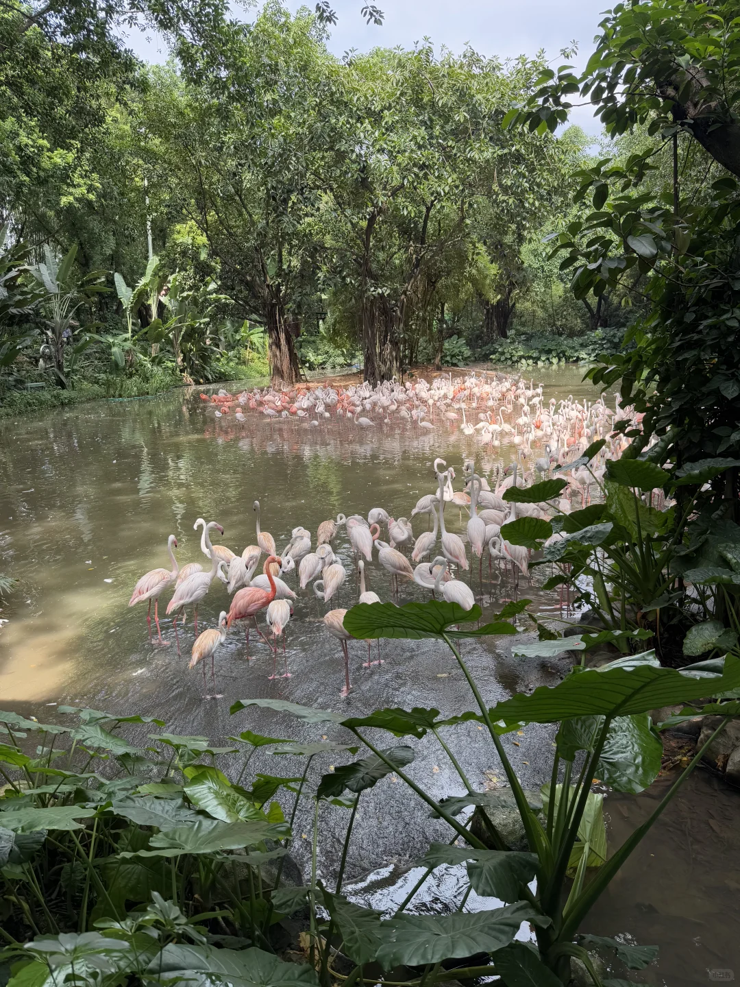 穷鬼第一次入住长隆酒店！