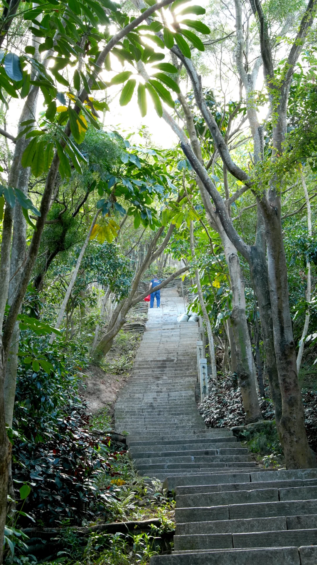 深圳大南山真的很低调