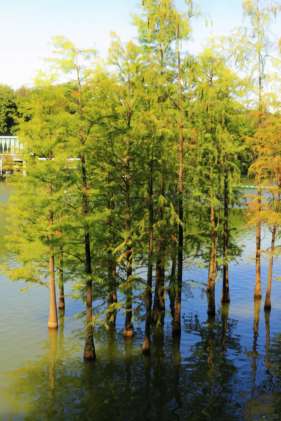 📍广州·麓湖公园｜治愈系森林氧吧