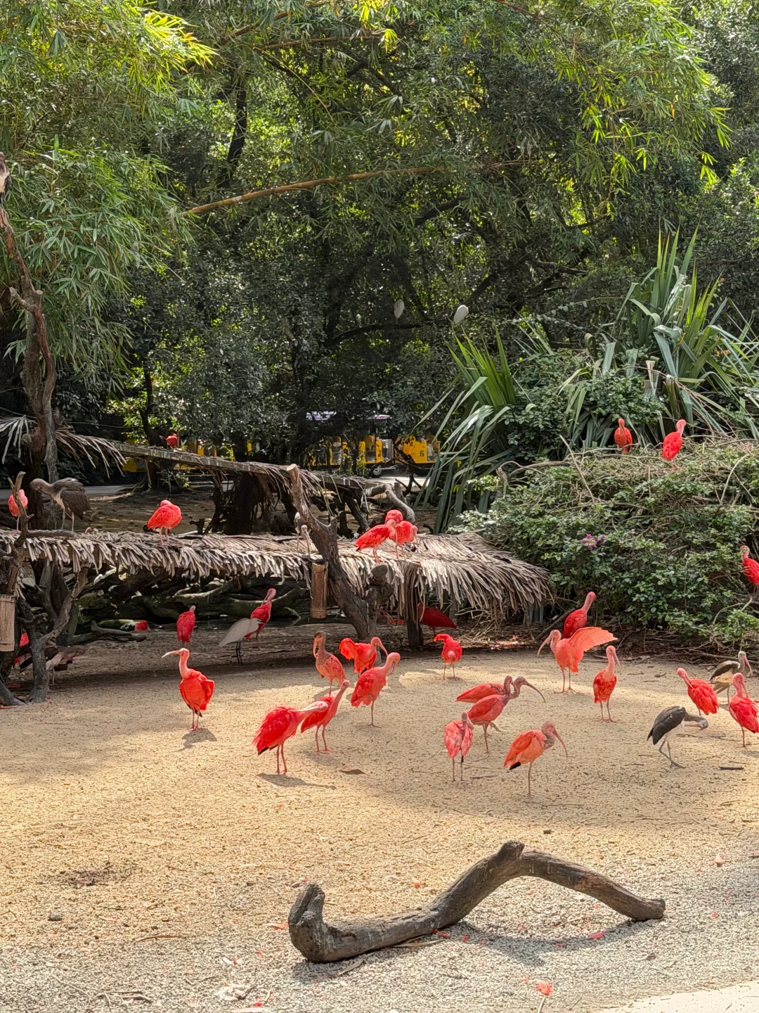 广州长隆动物园不走回头路！少走5000步🤣