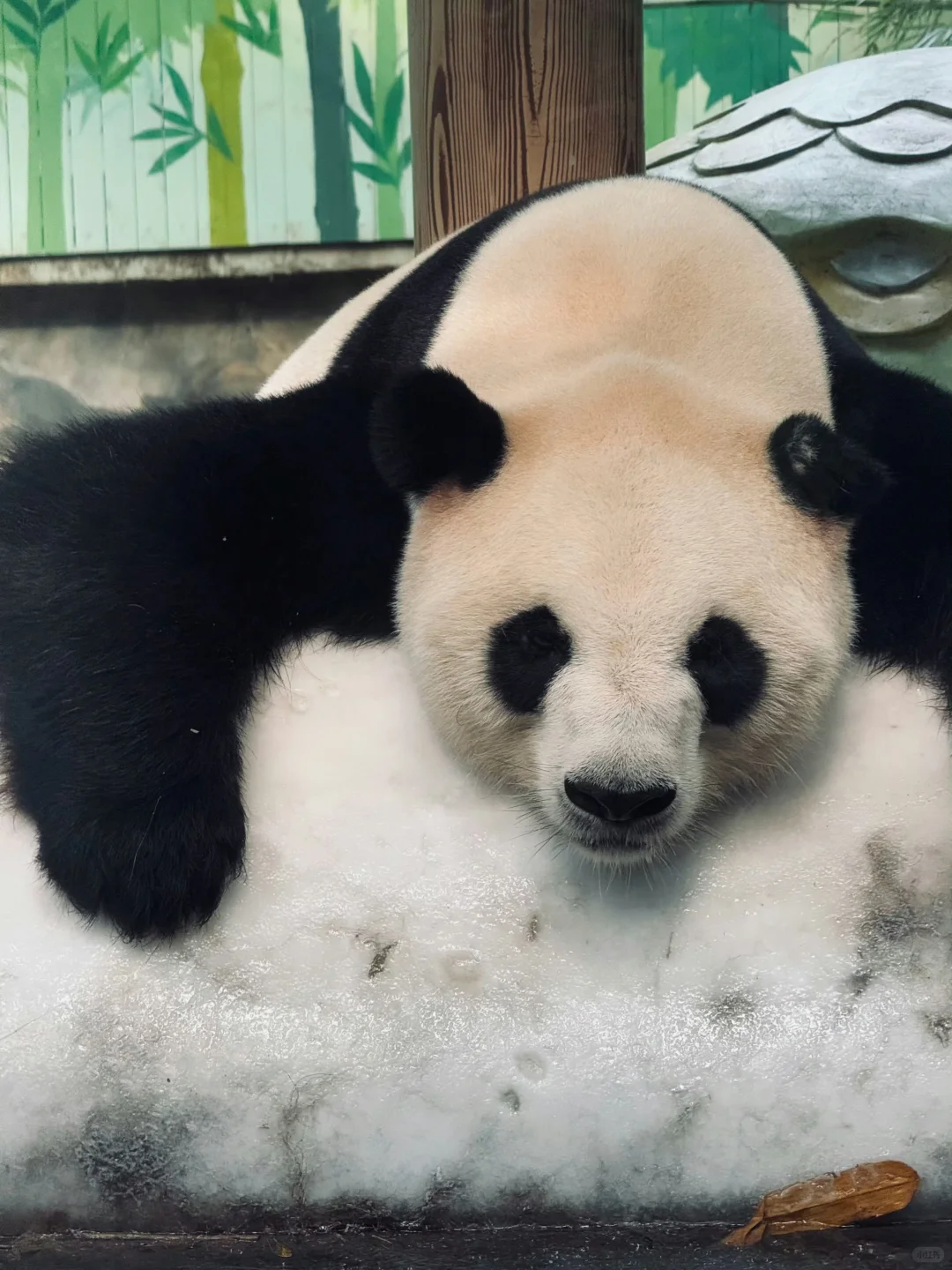 2025.12.16广州长隆已回,xhs上都是骗人的