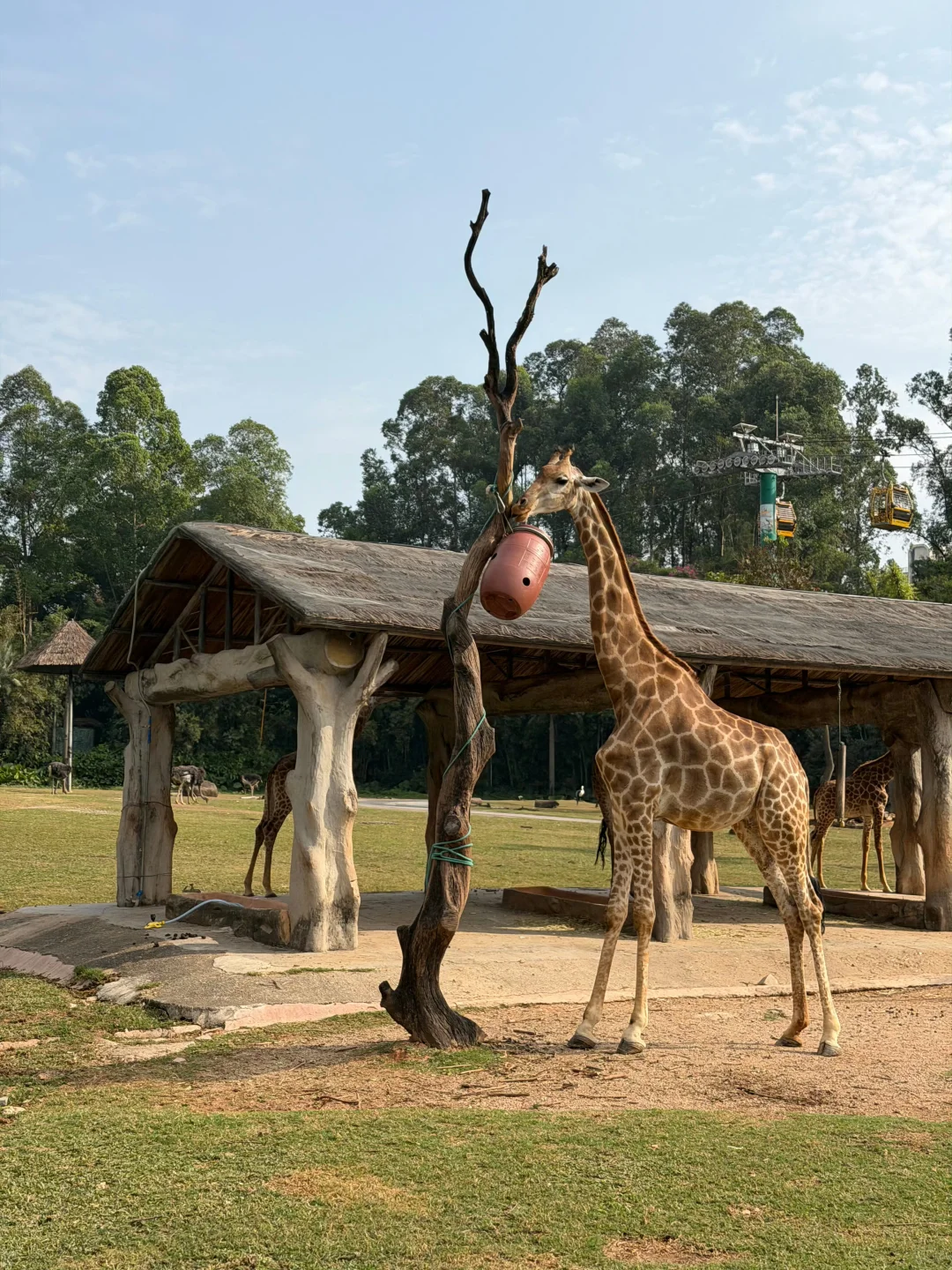广州长隆12.19号惨状！没来的改期吧😭