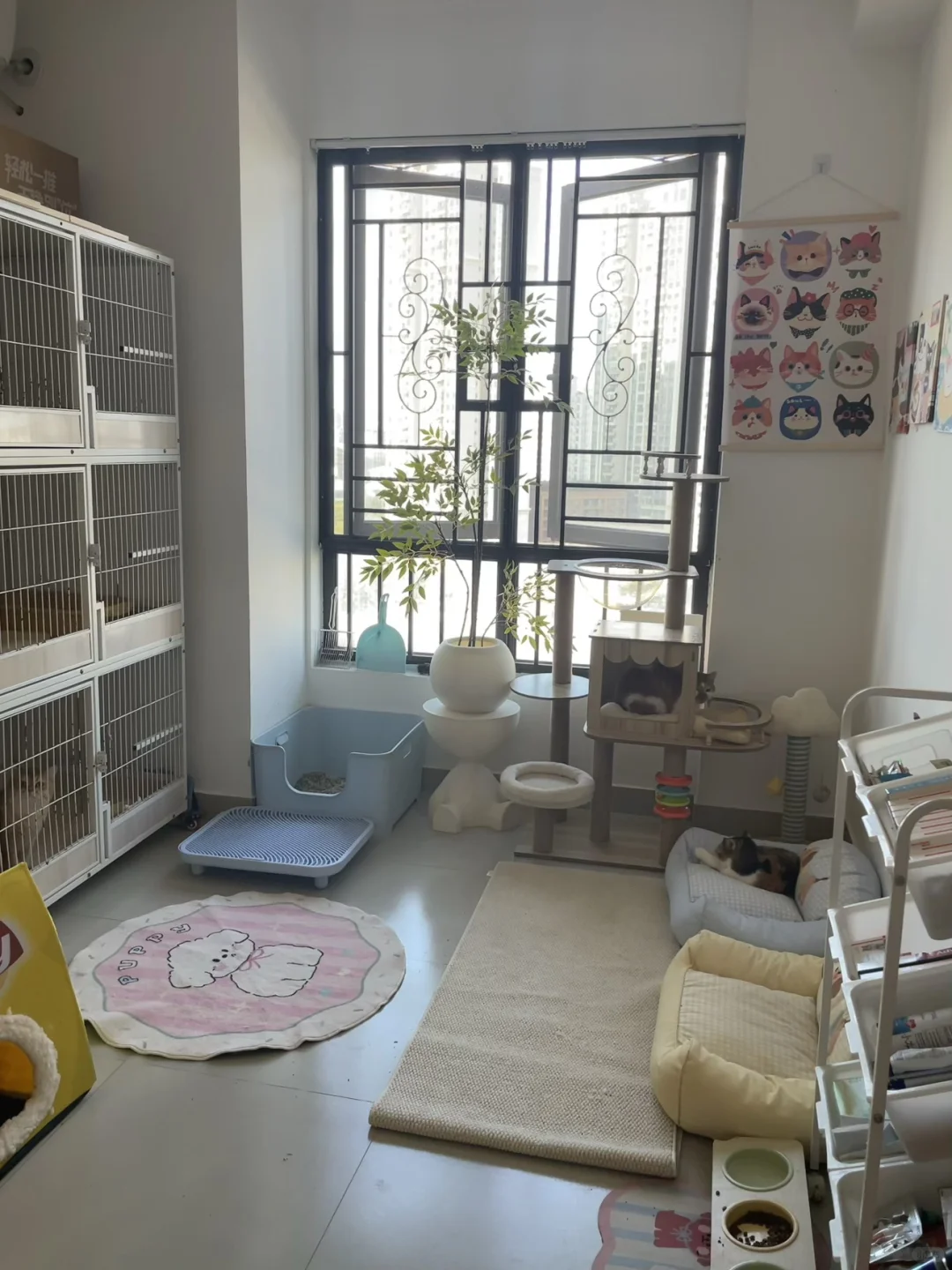 广州| 家庭式宠物寄养 开始接毛孩子啦