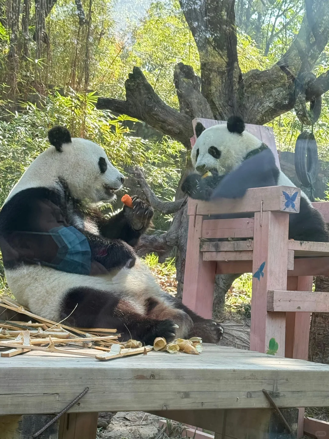 广州长隆12.19号惨状！没来的改期吧😭