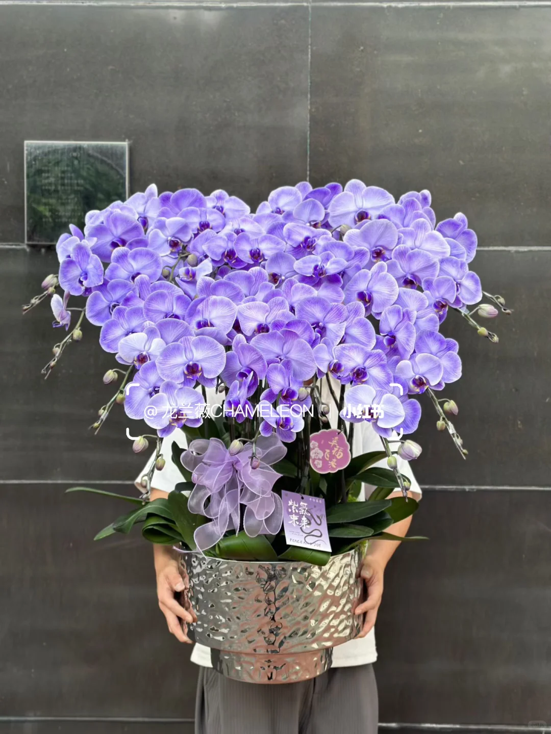 深圳·香港全城配送｜第140款 大盆紫色马卡龙