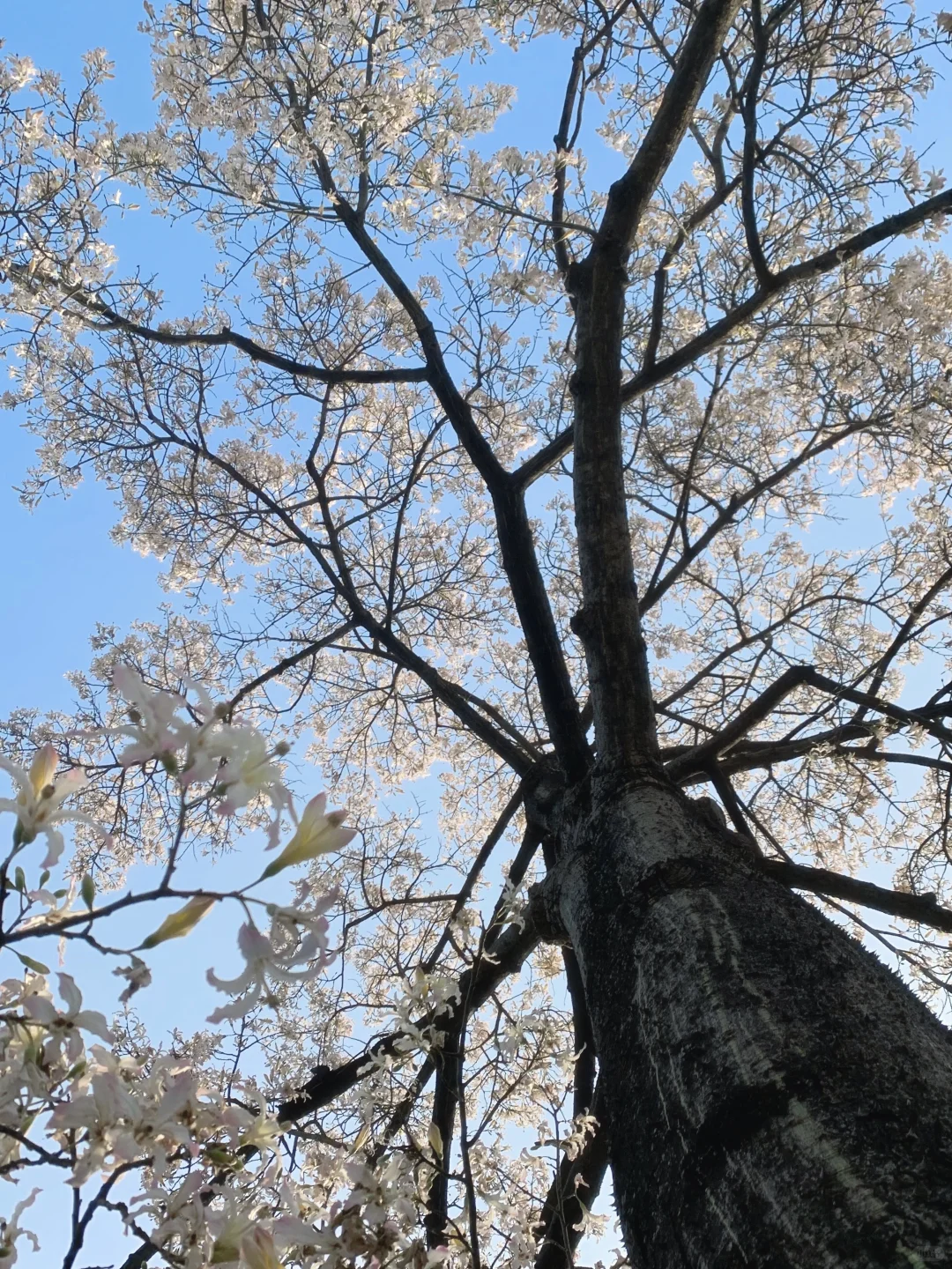 Live图❄️ 一棵树就是…广州一场盛大的冬天！！