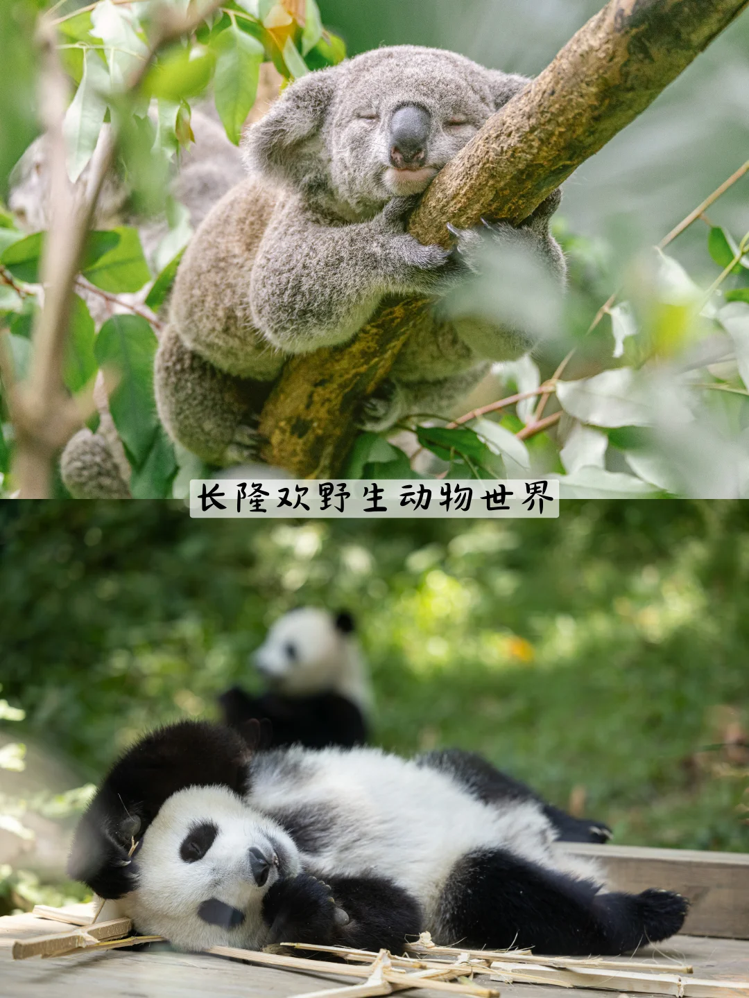 去了广州长隆7次，这个省💰套餐一定要囤！！！