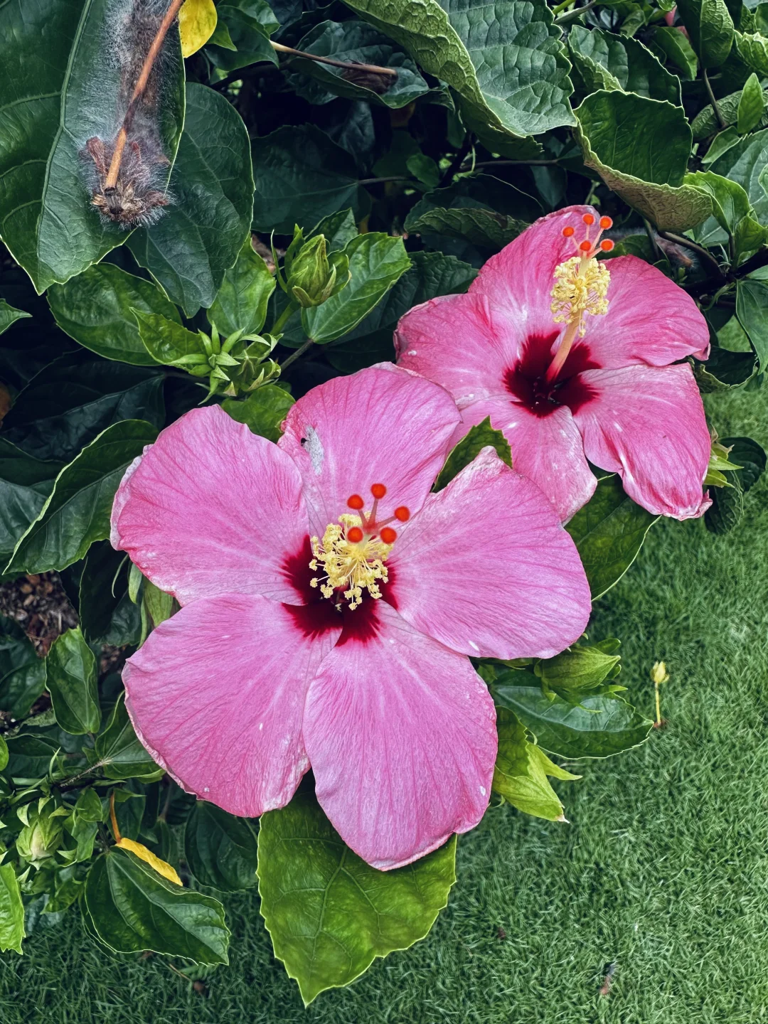 南宁的园子我太喜欢了