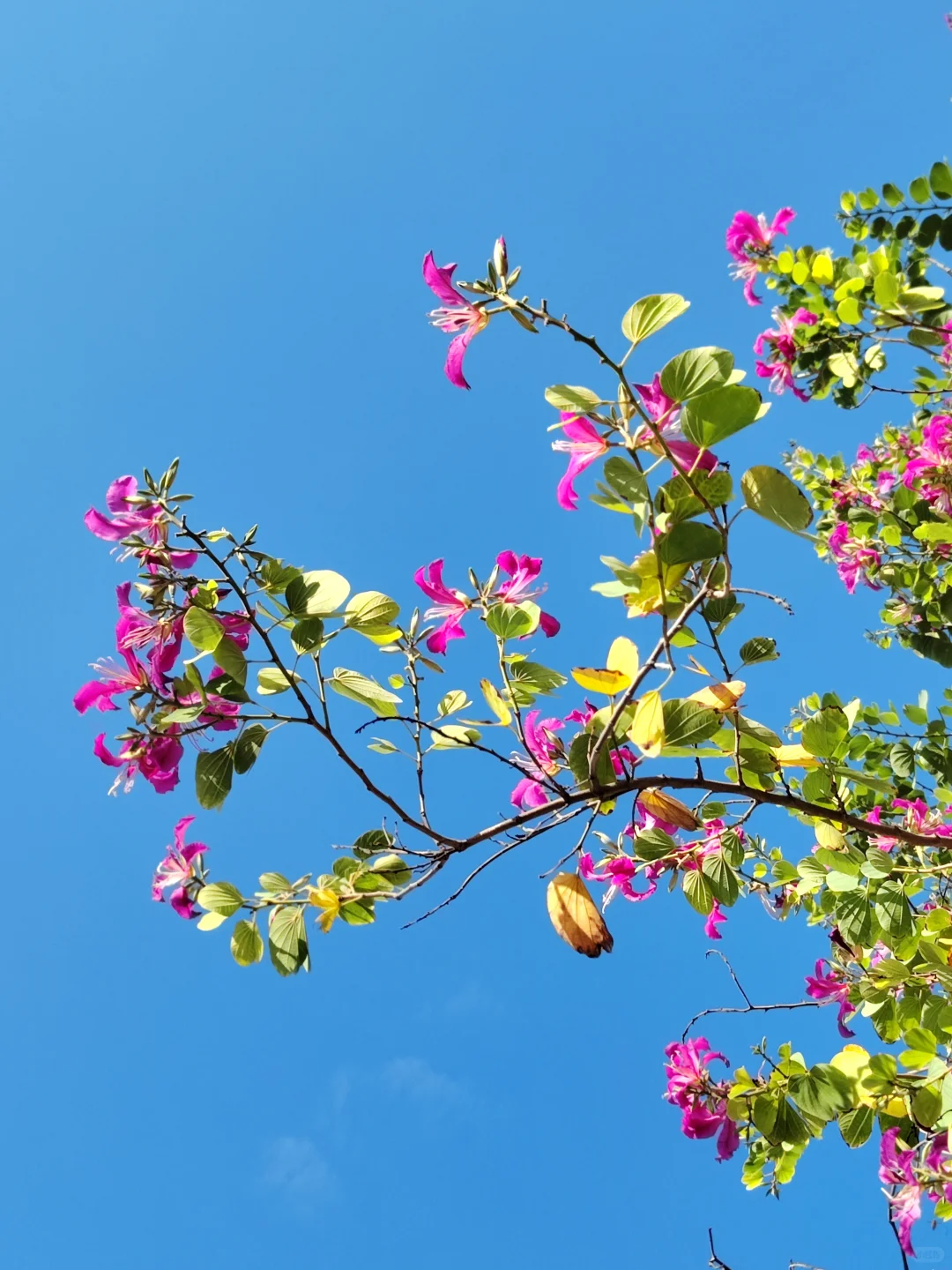 这是被踢出了冬天朋友圈的南宁现状[呲牙]。