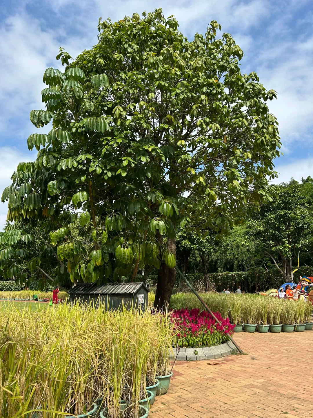 南宁要进入最佳赏味期了