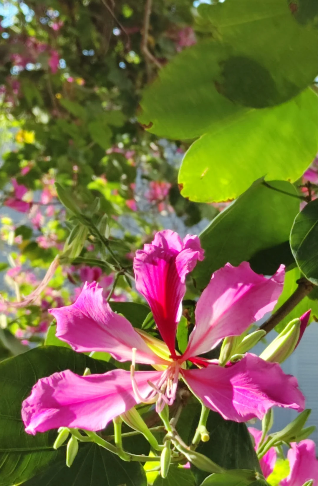 这是被踢出了冬天朋友圈的南宁现状[呲牙]。