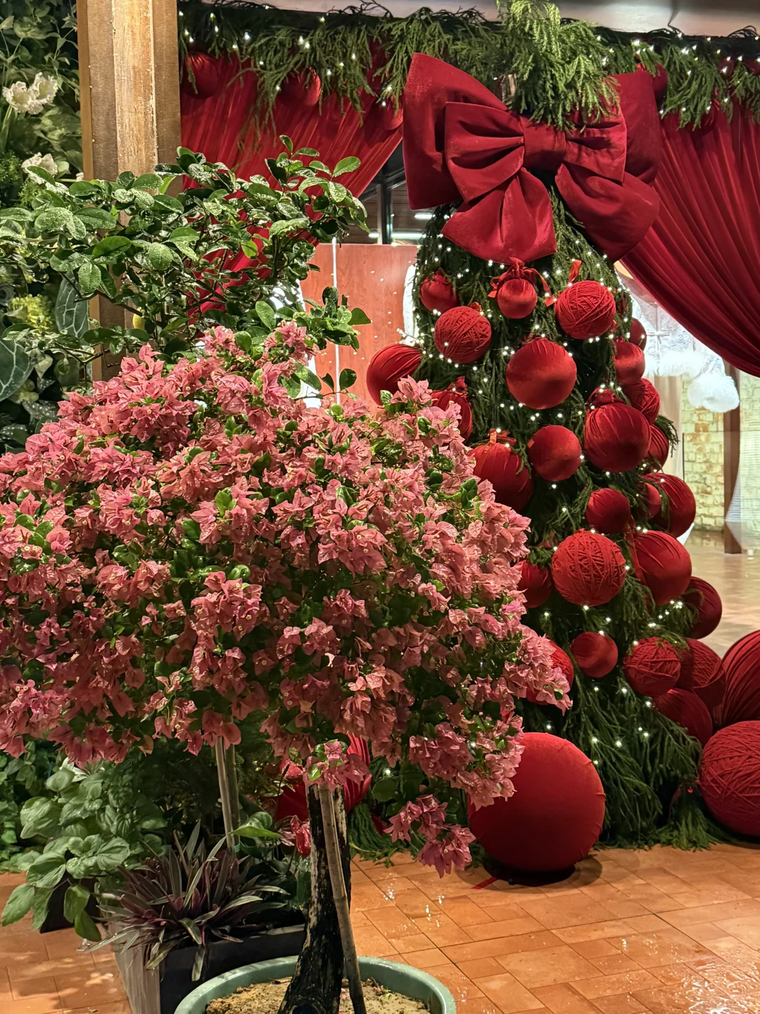 南宁的 提前过圣诞🎄