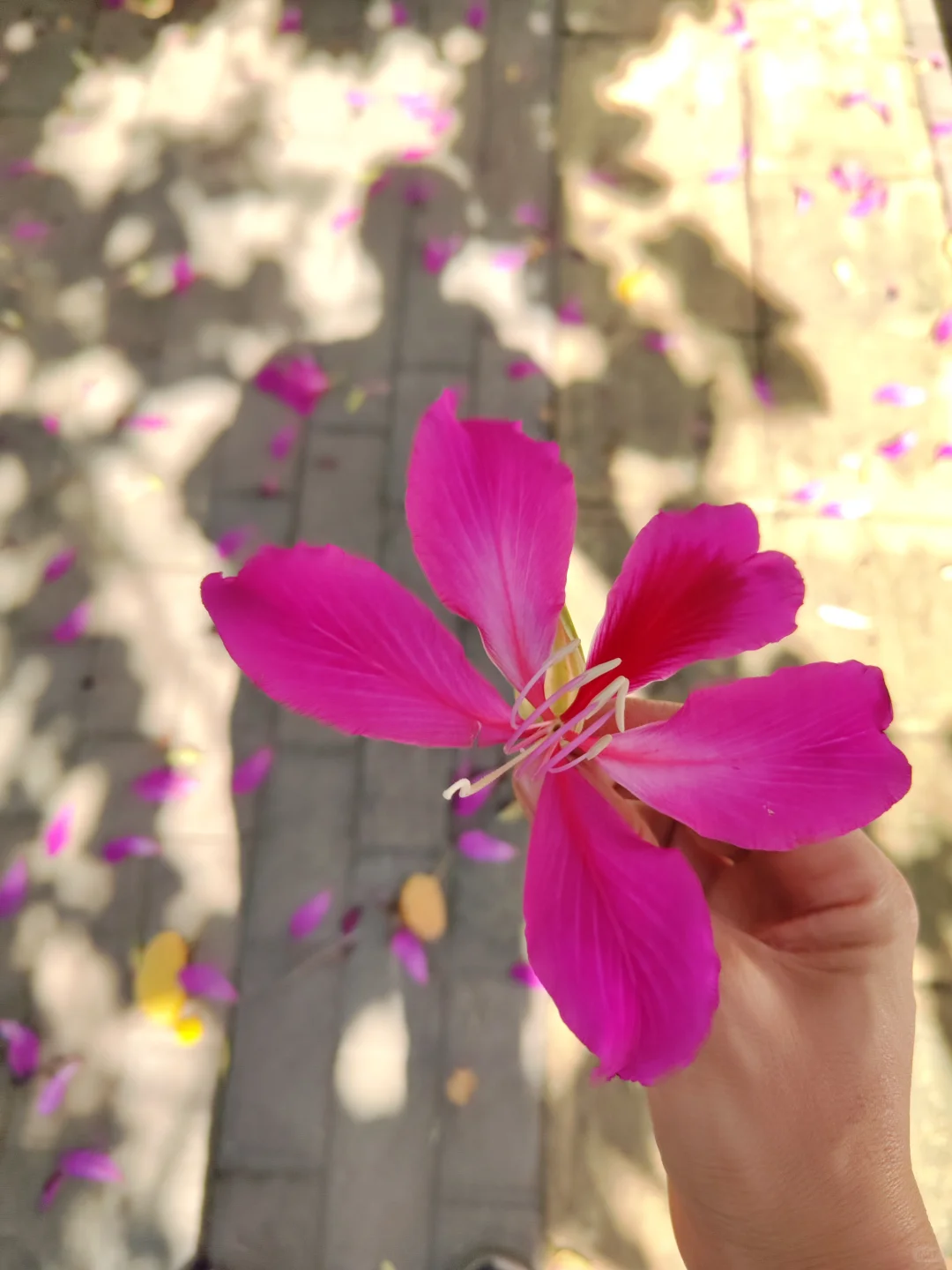 这是被踢出了冬天朋友圈的南宁现状[呲牙]。