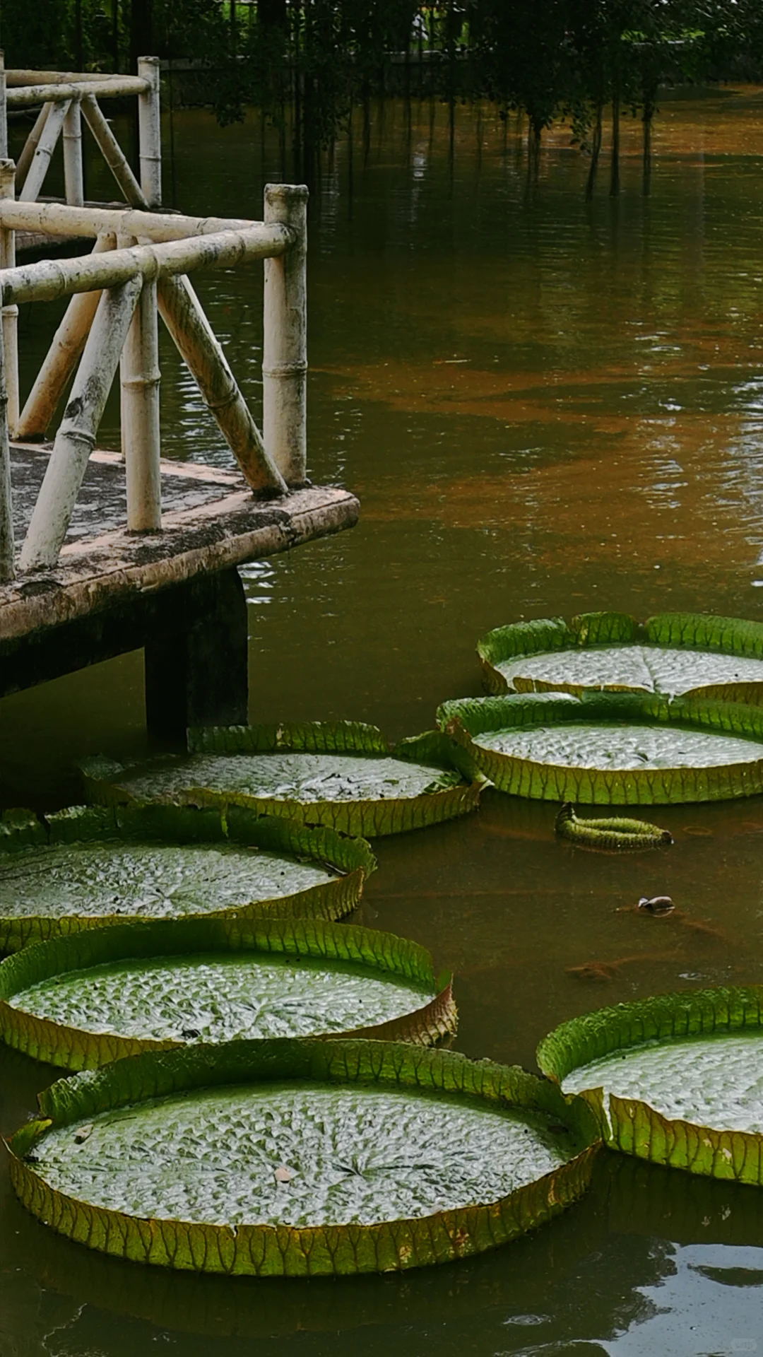 南宁｜🍃醒时见绿