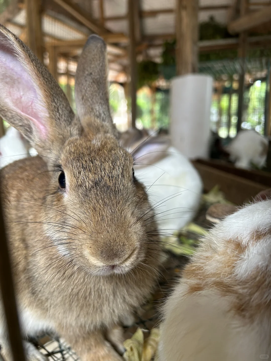 南宁要进入最佳赏味期了