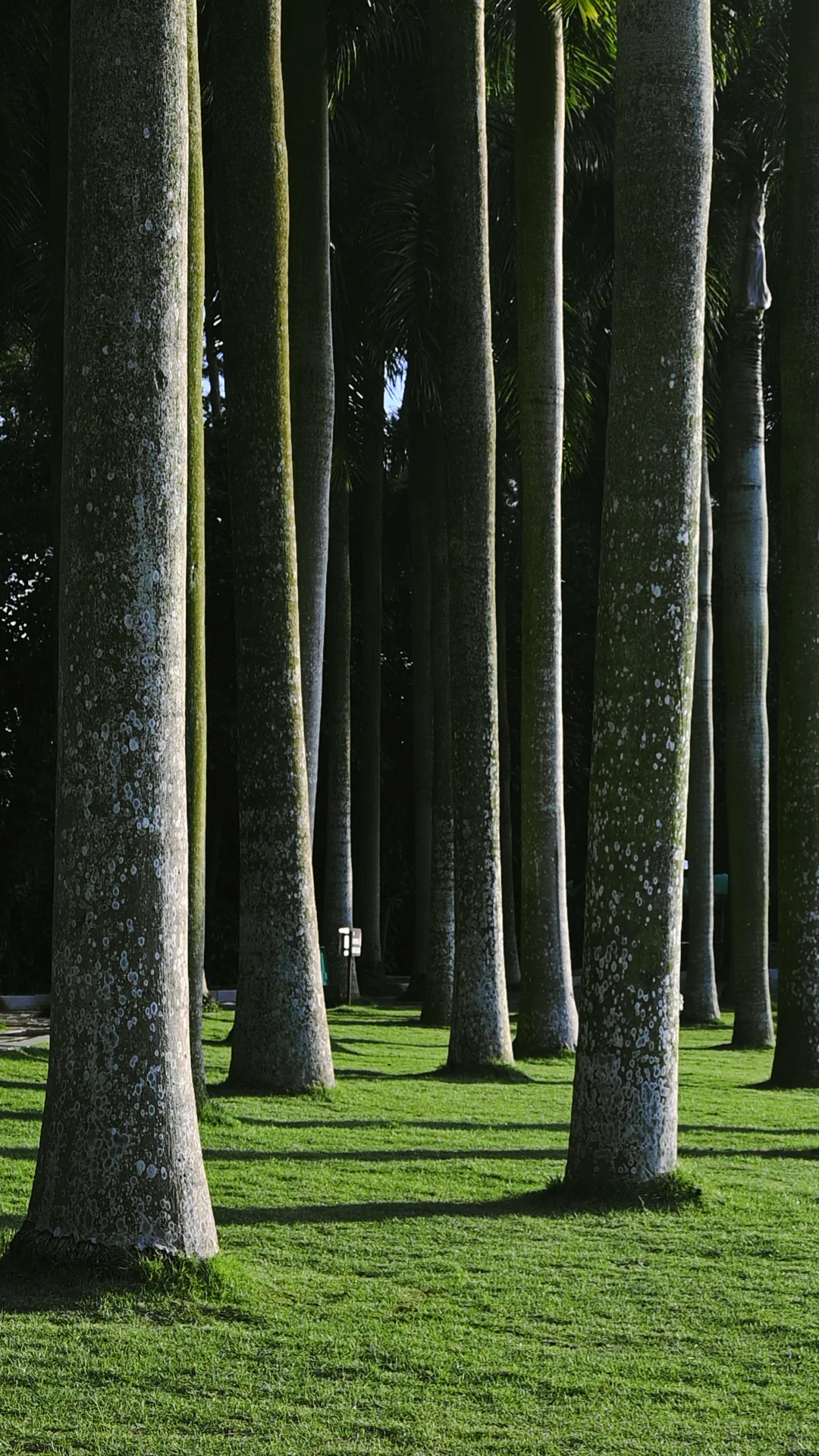 南宁｜🍃醒时见绿