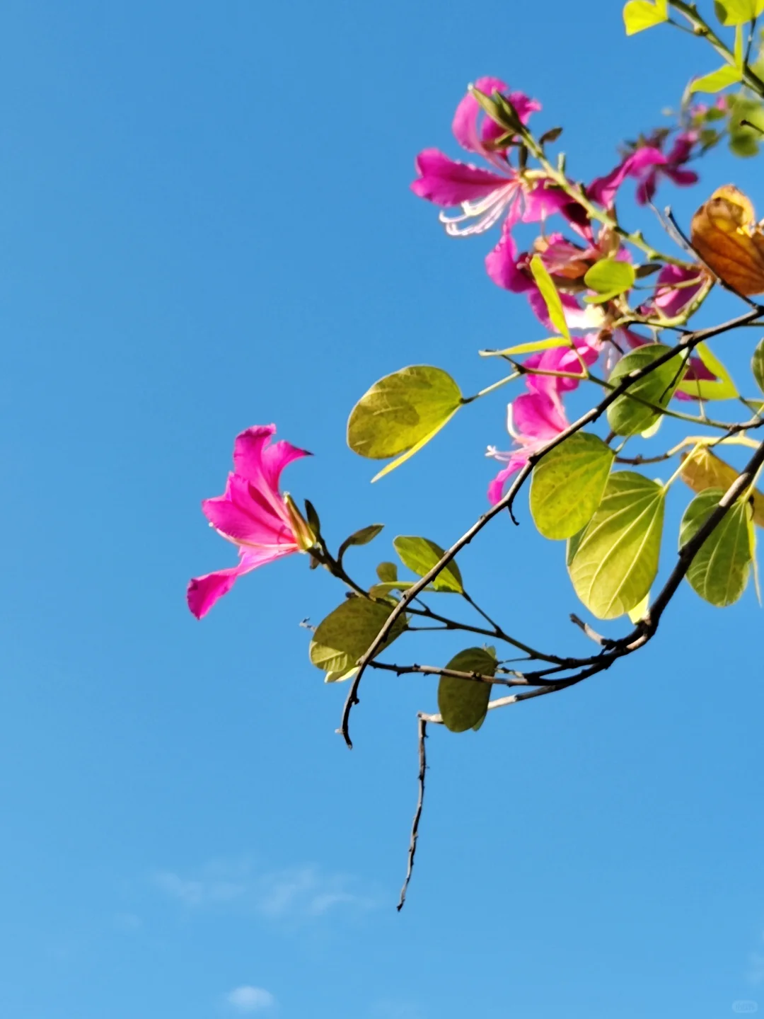 这是被踢出了冬天朋友圈的南宁现状[呲牙]。