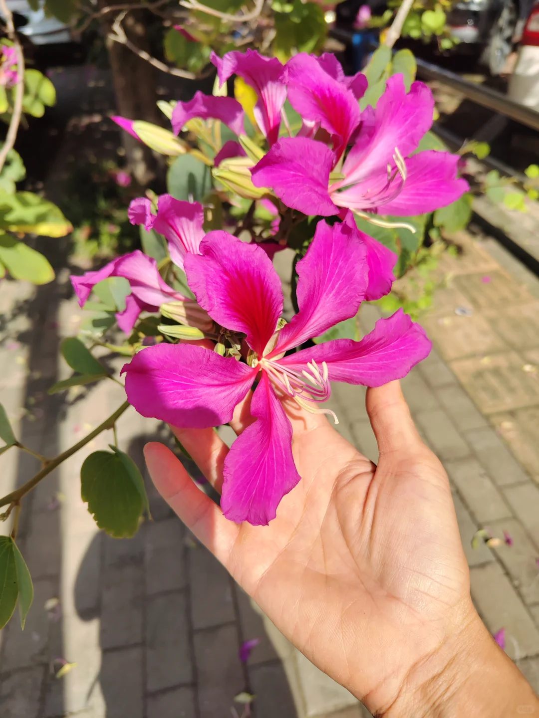 这是被踢出了冬天朋友圈的南宁现状[呲牙]。