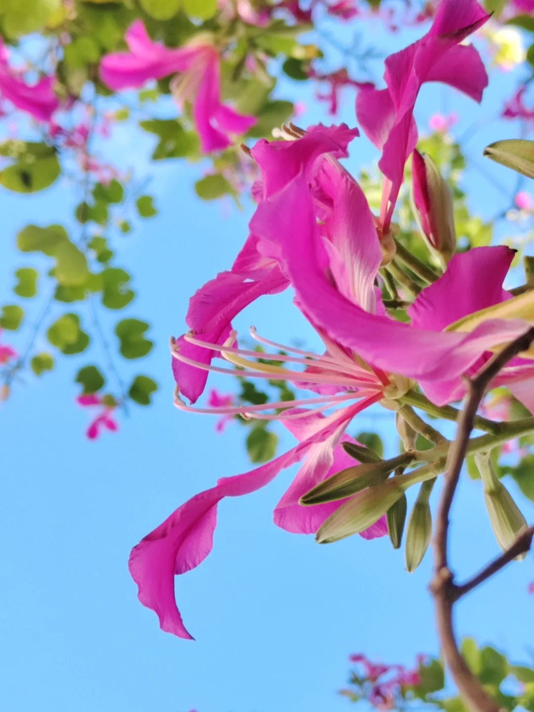 这是被踢出了冬天朋友圈的南宁现状[呲牙]。