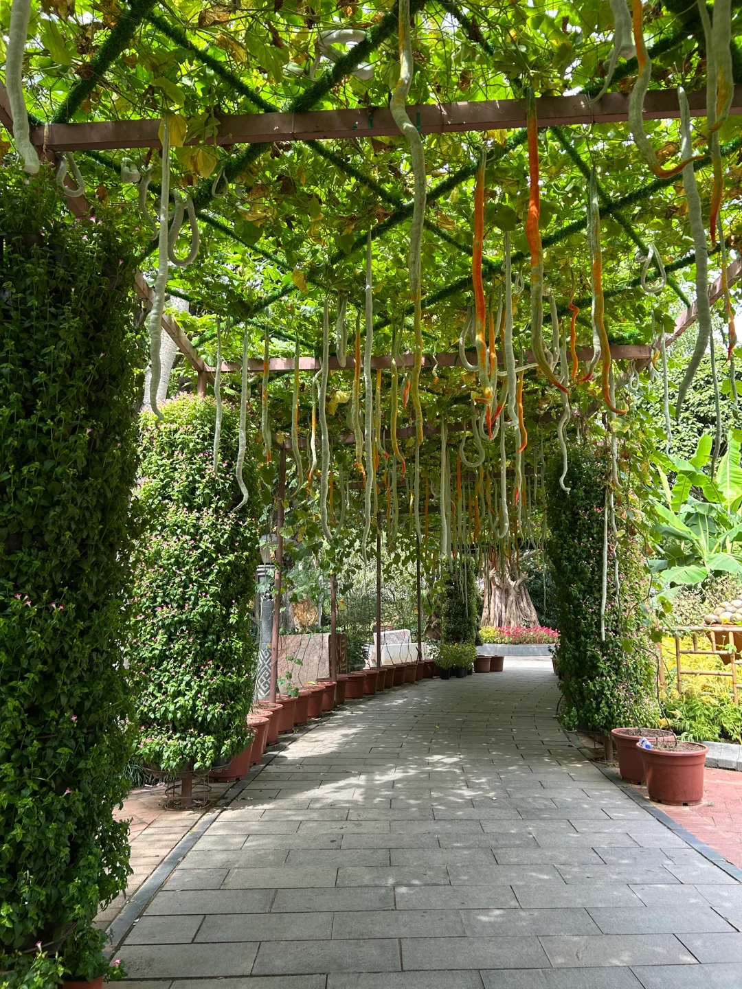 南宁要进入最佳赏味期了