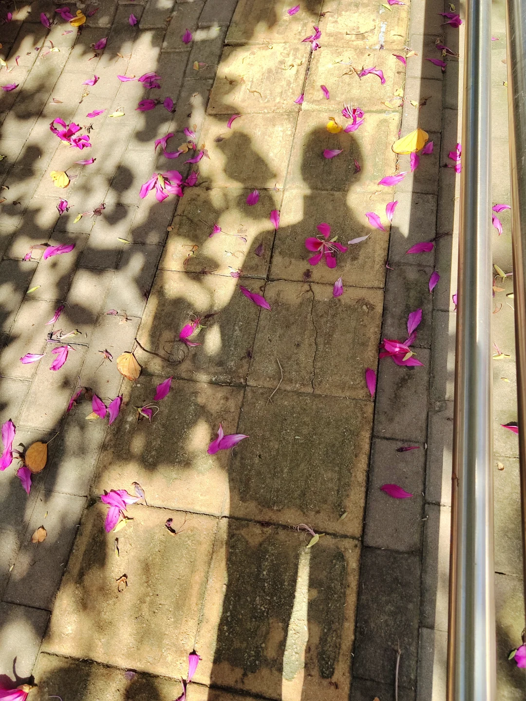 这是被踢出了冬天朋友圈的南宁现状[呲牙]。