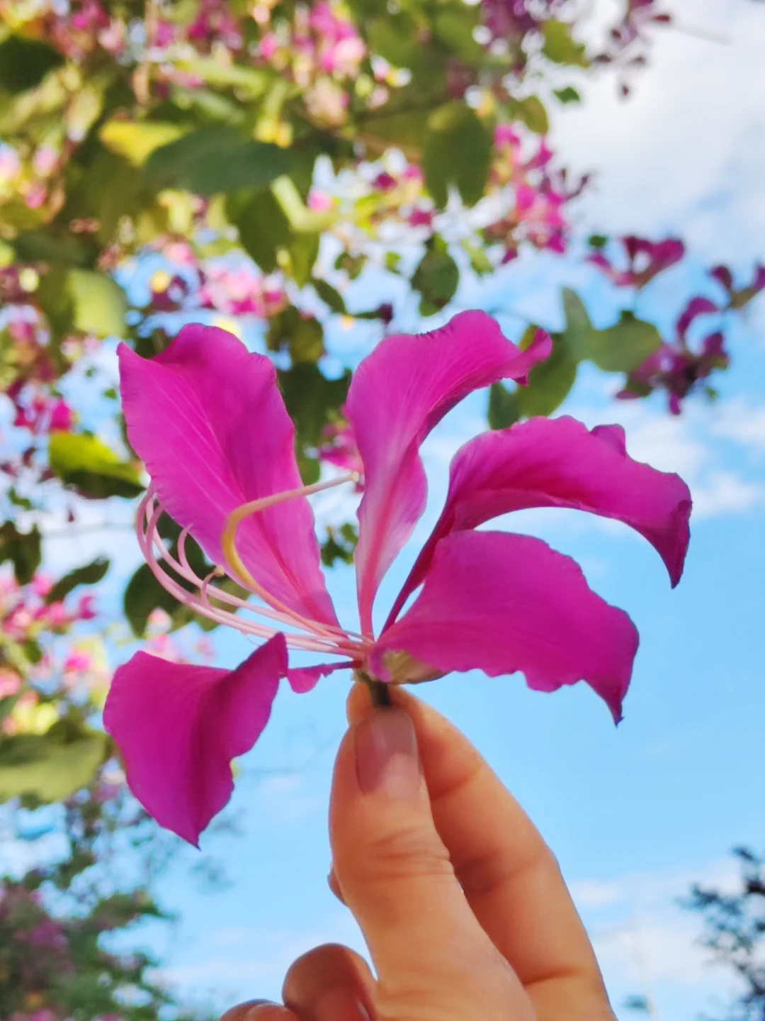 这是被踢出了冬天朋友圈的南宁现状[呲牙]。
