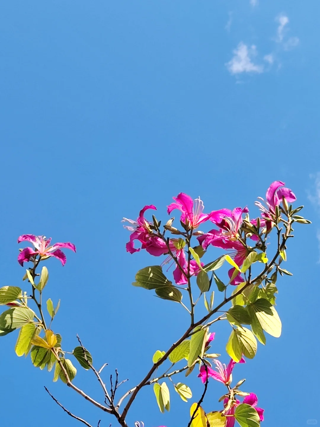 这是被踢出了冬天朋友圈的南宁现状[呲牙]。