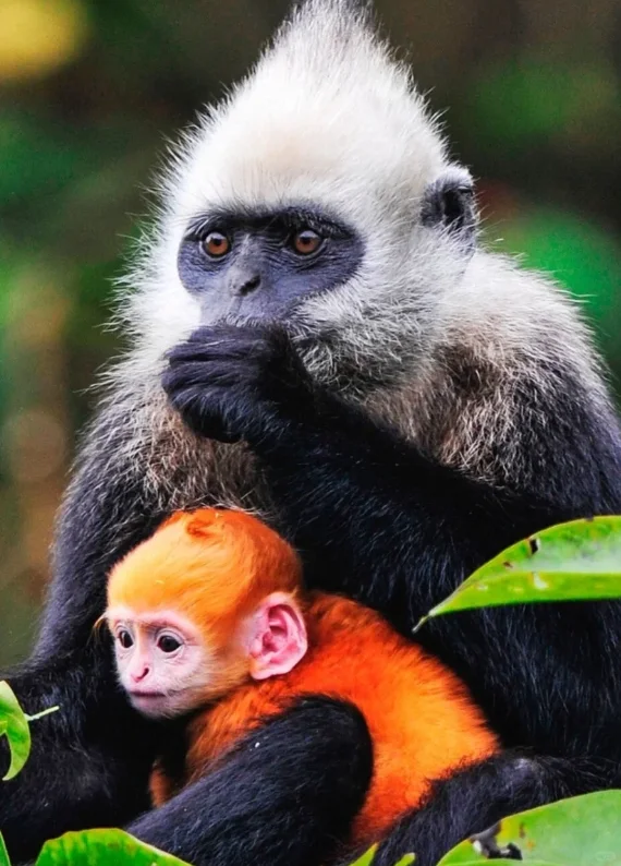 崇左3-5天旅游线路攻略‼️包车定制指南