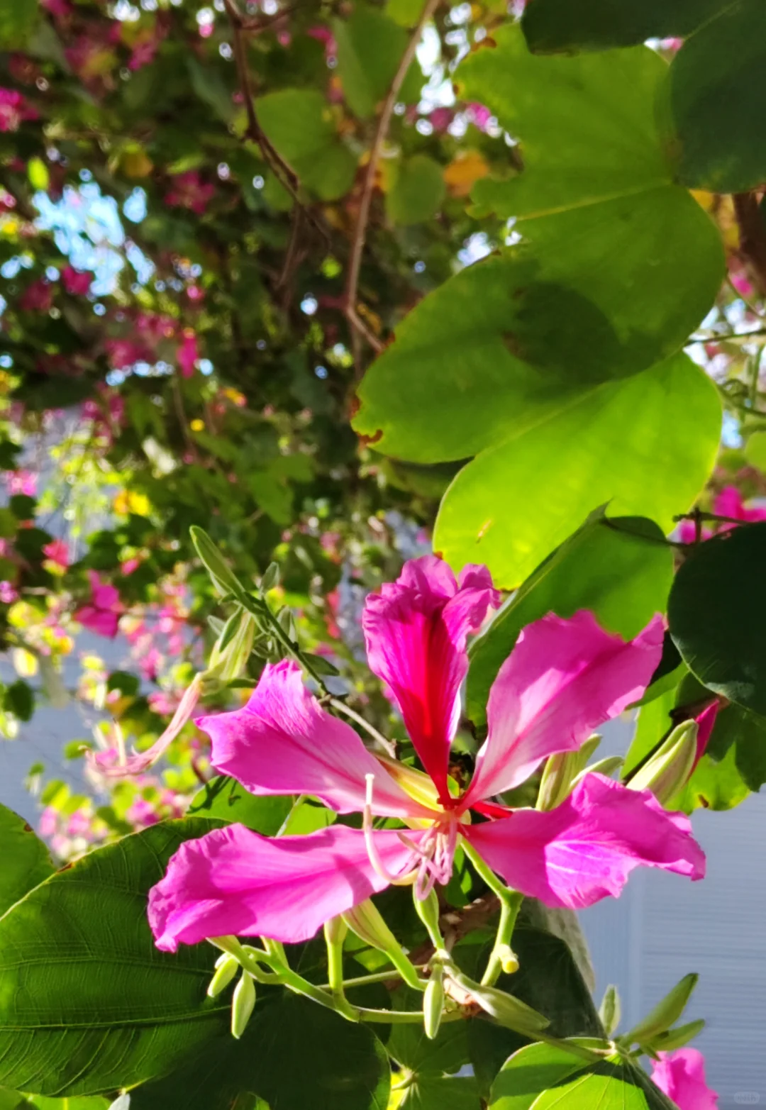 这是被踢出了冬天朋友圈的南宁现状[呲牙]。