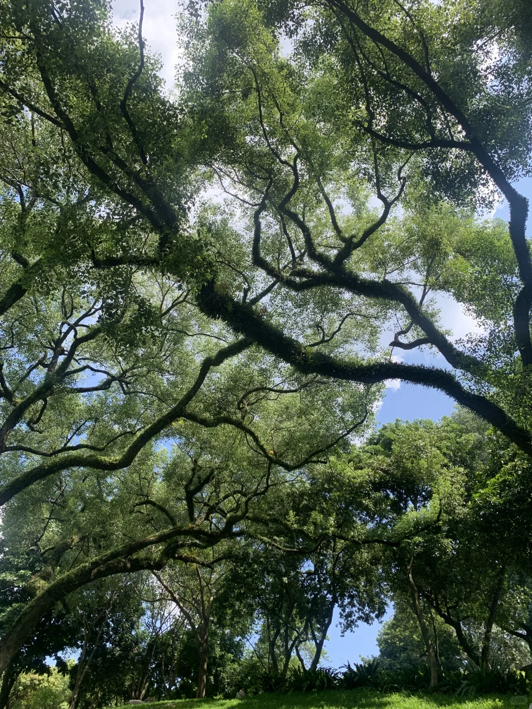 南宁人民公园｜一个人拍出人生照片*॰🧚🏻 𓇢