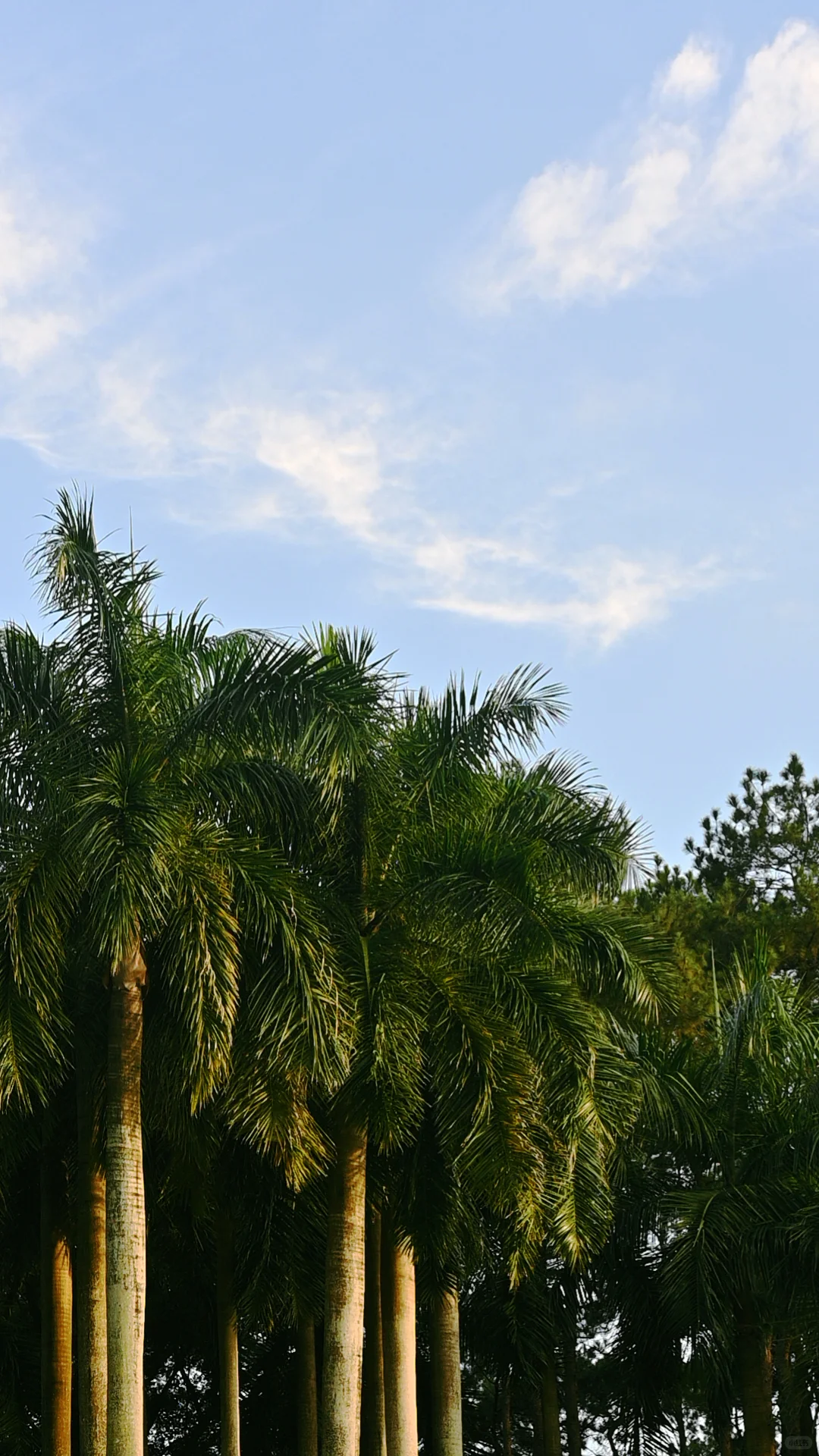 南宁｜🍃醒时见绿