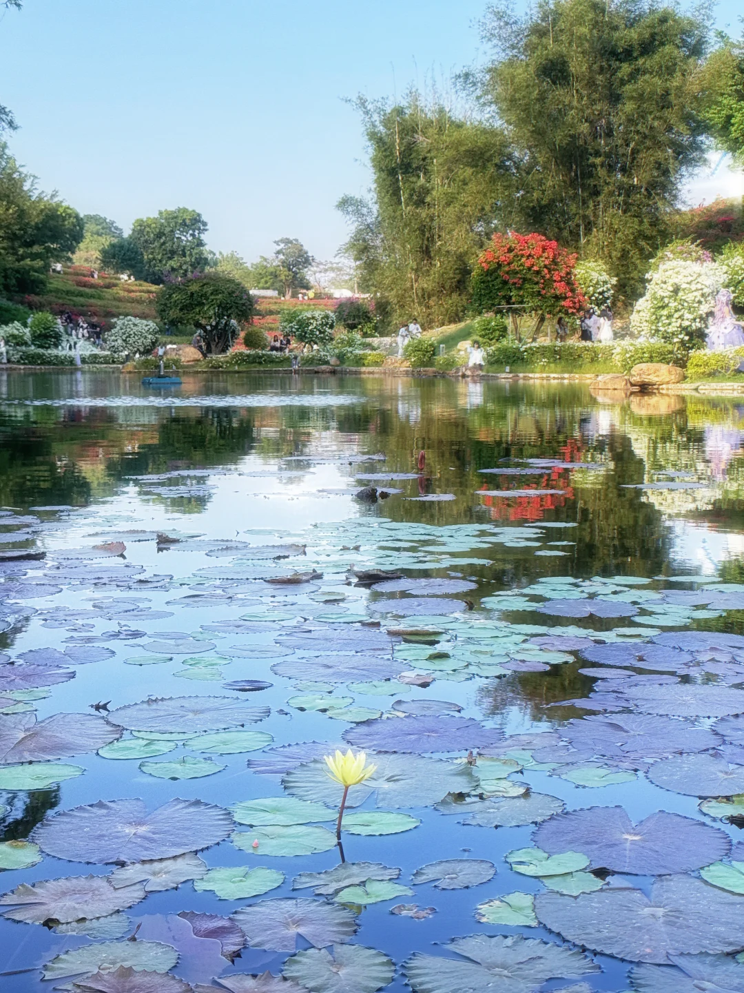 好羡慕南宁人 秋天的花海在发光
