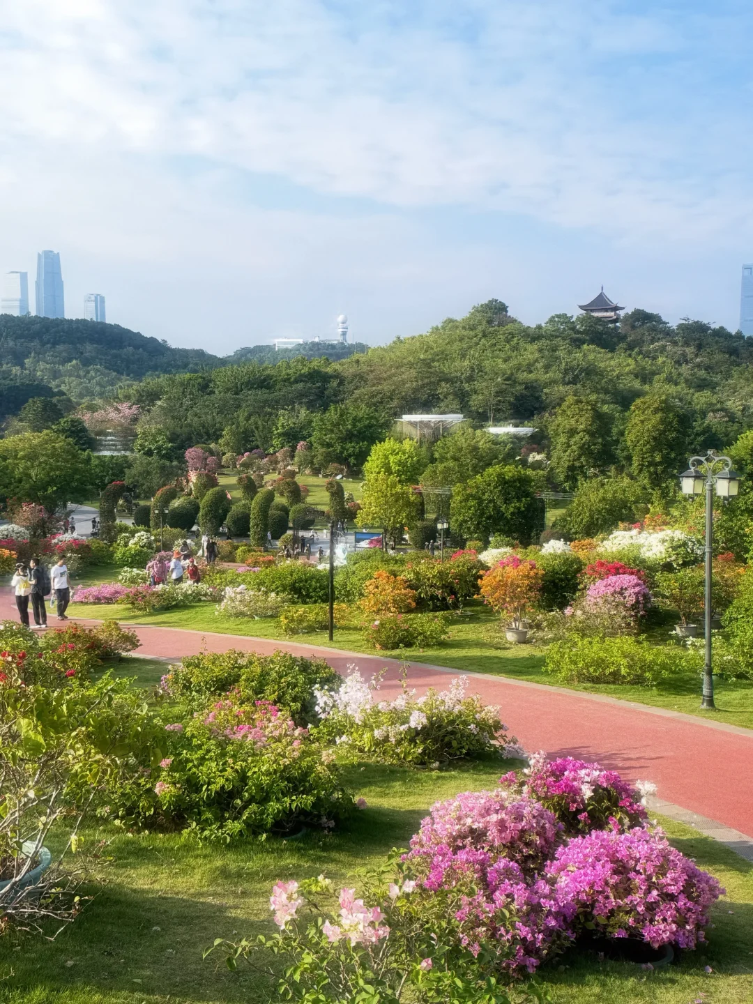 好羡慕南宁人 秋天的花海在发光