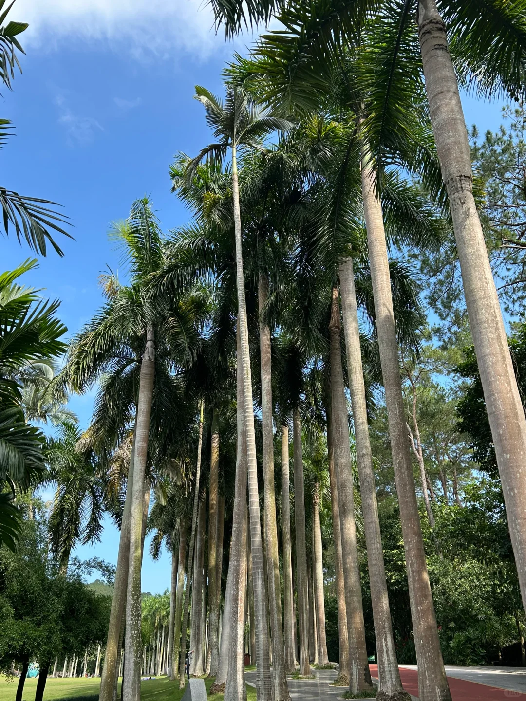 南宁要进入最佳赏味期了