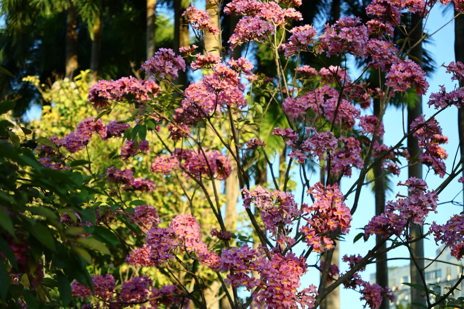 南宁这周的天气也太棒啦