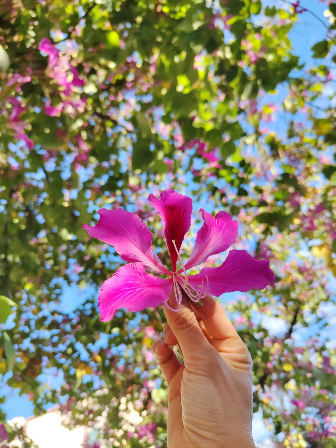 这是被踢出了冬天朋友圈的南宁现状[呲牙]。